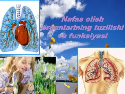 nafas olish organlarining tuzilishi va funksiyasi — PPT