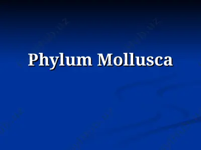 phylum mollusca — PPT