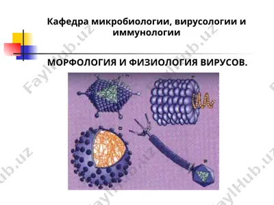 морфология и физиология вирусов — PPT