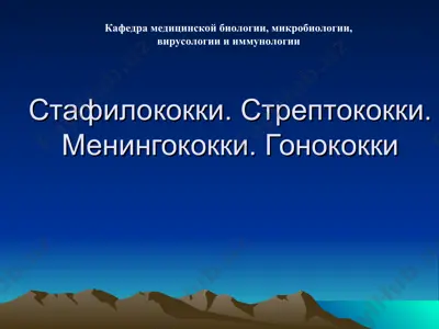 кокки (стафилококки, стрептококки, менингококки) — PPT