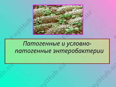 патогенные и условно-патогенные энтеробактерии — PPT