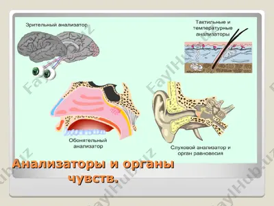 анализаторы и органы чувств — PPT