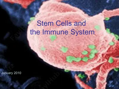 stem cells and the immune system — PPT