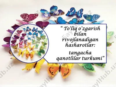tangacha qanotlilar — PPT
