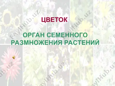 tsvetok — PPT