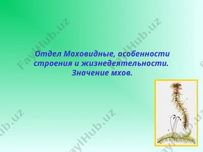 отдел моховидные, особенности строения и жизнедеятельности — PPT
