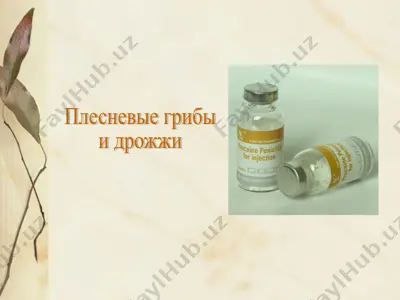 плесневые грибы — PPT
