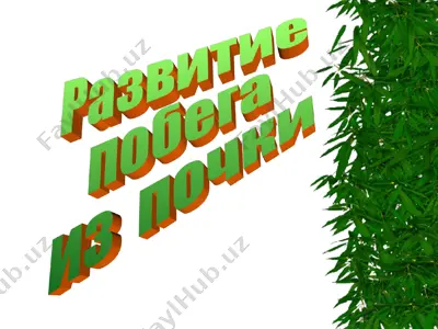 razvitie pobega iz pochki seleznevoy aleny — PPT