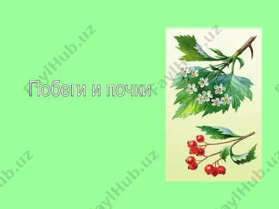 побеги и почки — PPT