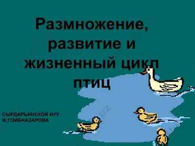 размножение, развитие и жизненный цикл птиц — PPT