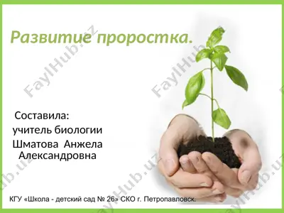 развитие проростка — PPT