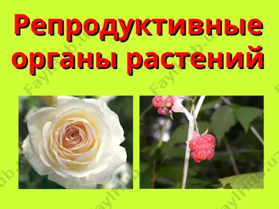 reproduktiv organlari - rastalari — PPT