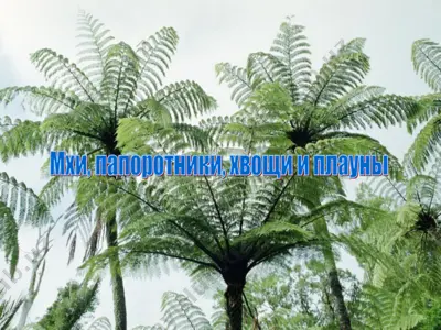 растения семейства мхи, папоротники, хвощи и плауны — PPT
