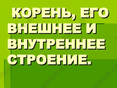 корень, его внешнее и внутреннее строение — PPT