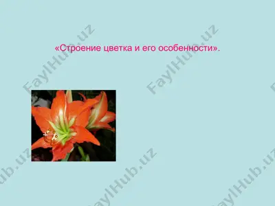 строение цветка и его особенности — PPT