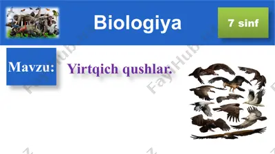 yirtqich qushlar — PPT