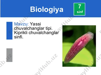 yassi chuvalchanglar tipi — PPT