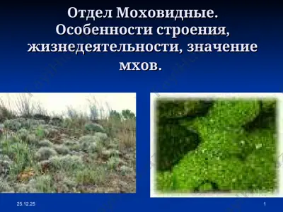 отдел моховидные. особенности строения, жизнедеятельности, значение мхов. — PPT