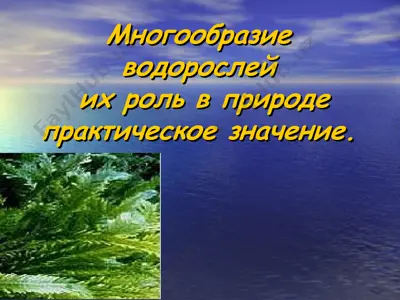 многообразие водорослей и их роль в природе практическое значение — PPT