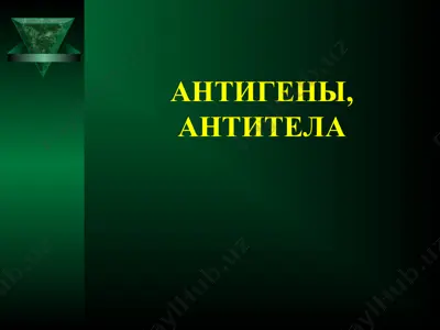 антитела — PPT