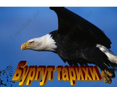 бургут тарихи — PPT