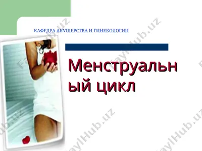 менструальный цикл — PPT