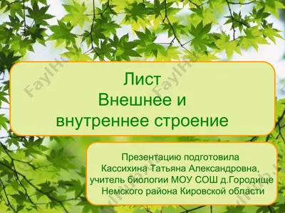 - teglar (vergul bilan): kассихина татьяна александровна, лист, боковая часть побега, вегетативный орган, органические вещества, листовая пластинка, жилки, черешок, прилистники, основание листа, строение листа — PPT