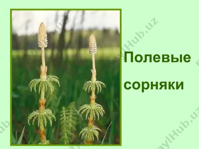 полевые сорняки — PPT