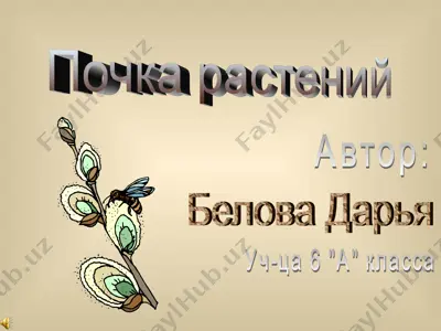 почка растений — PPT
