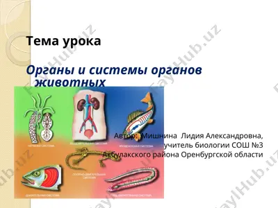 органы и системы органов животных — PPT