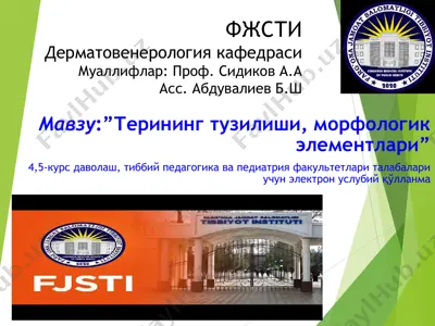 терининг тузилиши, морфологик элементлари — PPT