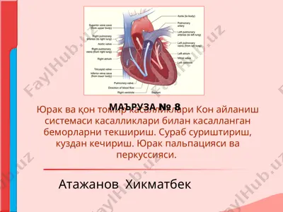 yurak va qon tomir kasalliklari tekshirish — PPT