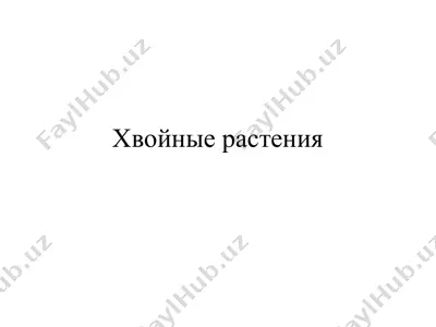 хвойные растения — PPT