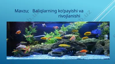 baliqlarning ko’payishi va rivojlanishi — PPTX
