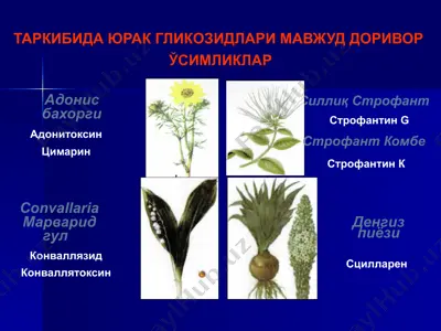 адонис бахорги — PPTX
