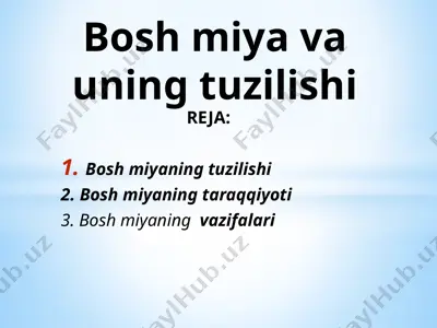 bosh miya va uning tuzilishi — PPTX