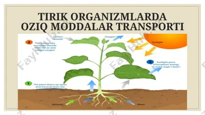tirik organizmlarda oziq moddalar transporti — PPTX