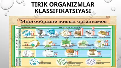 tirik organizmlar klassifikatsiyasi — PPTX