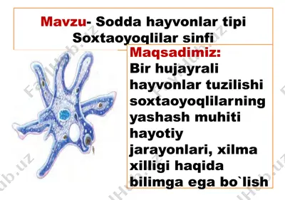 sodda hayvonlar tipi — PPTX