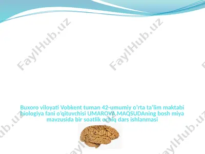 biologiya fanida bosh miyaning tuzilishi haqida ochiq dars — PPTX