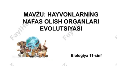 hayvonlarning nafas olish organlari evolutsiyasi — PPTX