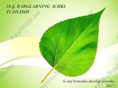 o'simlik bargi tuzilishi — PPTX