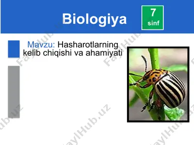 hasharotlarning kelib chiqishi va ahamiyati — PPTX
