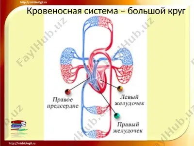 krovenosnaya sistema — PPTX