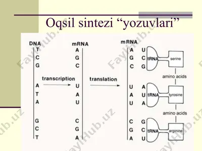 oqsil sintezi yozuvlari — PPTX