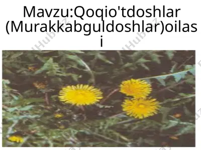 qoqio'tdoshlar (murakkabguldoshlar) oilasi — PPTX