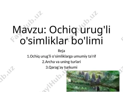 ochiq urug'li o'simliklar bo'limi — PPTX