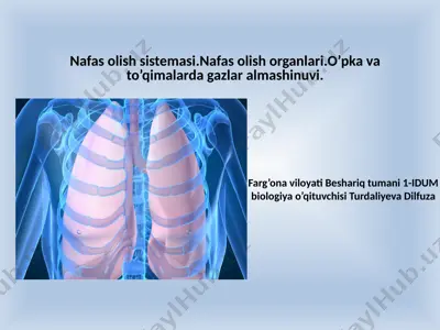 nafas olish sistemasi — PPTX