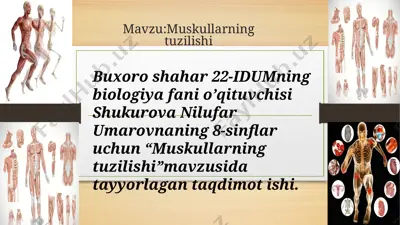 muskullarning tuzilishi — PPTX