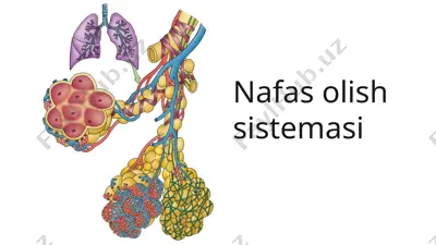 nafas olish sistemasi — PPTX
